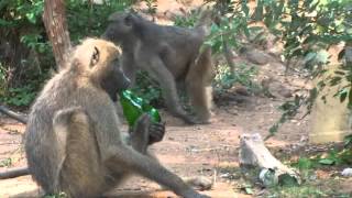 Baboons Having Fun April 2016 [upl. by Egidio]