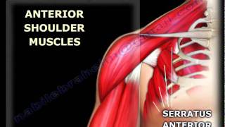 Top 10 Best Shoulders in Bodybuilding History  Best Delts [upl. by Xanthe]