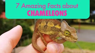 7 Mindblowing Facts about Chameleons that People Didnt Know😍 [upl. by Euqinmod]