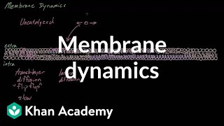 Membrane dynamics  Cells  MCAT  Khan Academy [upl. by Ard]