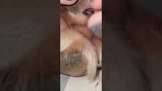 Removing impacted hairs from dog paws 🐾 [upl. by Calder853]