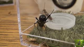 Southern Black Widow Spider Feeding Latrodectus Mactans [upl. by Erej]