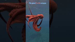 The Largest Octopus Giant Pacific Octopus viral trending shorts [upl. by Yadnil322]