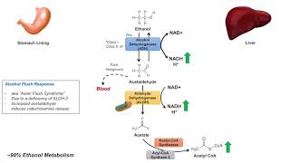 Ethanol Absorption and Metabolism  Alcohol Metabolism Pathway [upl. by Ytrebil707]