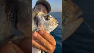 Orata fishing pesca orata pescare fish mare sicilia [upl. by Latrell]