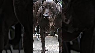 Genetic Mutation Makes These Dogs JACKED [upl. by Orms]