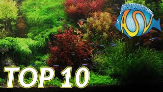 Aquariumplanten Deze TOP 10 aquariumplanten wil je gezien hebben  Aquarium Sunshine Valley [upl. by Vada]