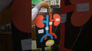 Urinary System Science exhibition [upl. by Lean]