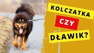 Kolczatka czy dławik Co wybrać [upl. by Tracey2]