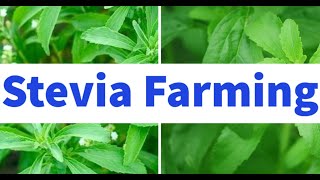 Stevia Farming for Beginners [upl. by Chandler]