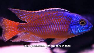 A Must Have African Cichlid  Protomelas taeniolatus quotSuper Red Empressquot [upl. by Chere]