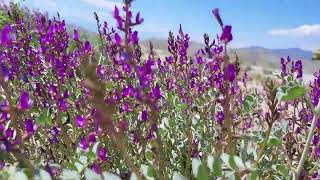 Panamint Valley Spring Bloom [upl. by Ennirac]