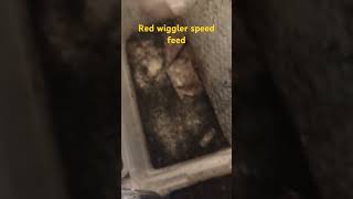 Red wiggler speed feed garden vermicomposting gardenwaste gardening shorts vermiculture [upl. by Kiernan]