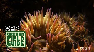 Tidepooling On The Oregon Coast With Jane Lubchenco  Oregon Field Guide [upl. by Inail]