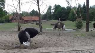 Wrocław Zoo Poland Ostriches  Strusie afrykańskie [upl. by Lexa]