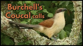 2 BURCHELLS COUCAL CALLS [upl. by Ylsew134]