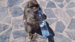 Thirsty Magot Monkey in Yemma Gouraya  Bejaia Algeria [upl. by Lazes]