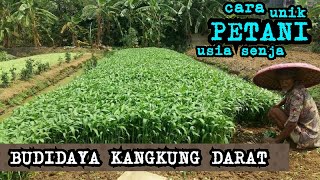 Budidaya kangkung  Cara Menanam Kangkung di lahan dan cepat panen dalam 4 minggu [upl. by Alduino680]