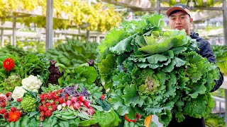 Knowing This Simple Tip With Plastic Bottles You Can Grow Kale All Year Round [upl. by Yvad]