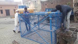 Monkey catcher ikram from mathura up india [upl. by Bunde457]