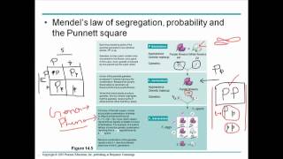 Mendelian genetics 2 [upl. by Ymereg323]