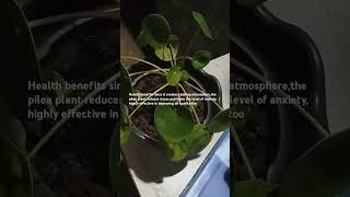 Pilea plant is awesome [upl. by Dalury]