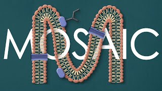 Fluid mosaic model of the cell membrane [upl. by Lerret]