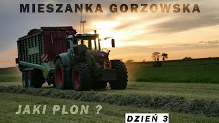 MIESZANKA GORZOWSKA  JAK PLONUJE NA SŁABYCH GLEBACH DZIEŃ3 [upl. by Berwick]