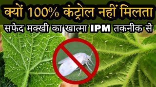 Whitefly Control  सफेद मक्खी का जैविक और रासायनिक कंट्रोल  by PC Verma [upl. by Kreis491]