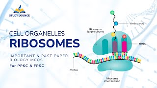 RIBOSOMES Cell Organelle MCQs for Lecturer Biology PPSC amp FPSC [upl. by Yeuh]