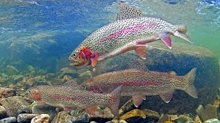 How to catch trout in stocked lakes amp ponds [upl. by Myke658]