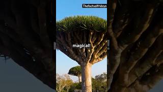 5 unbelievable exotic plants exoticplants plants naturelovers [upl. by Vanthe]