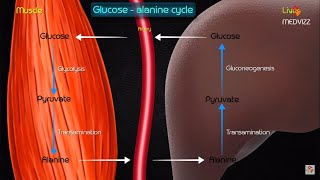 Gluconeogenesis metabolic pathway and regulation  Animated medical biochemistry [upl. by Edlun]