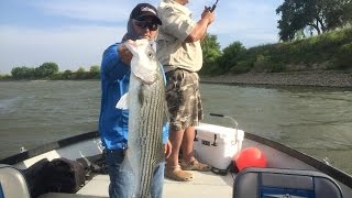 Sacramento River Striped Bass Fishing amp Collins Lake Rainbows [upl. by Chabot914]