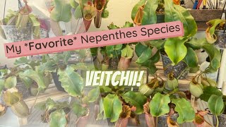 Nepenthes Veitchii Spotlight [upl. by Vanda]