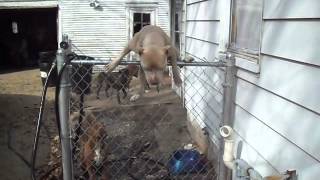 Pitbull Jumps 5Foot Fence [upl. by Annodal863]