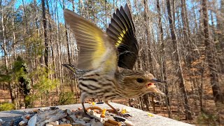 Pine Siskins Have you seen them at your feeder [upl. by Jacobba]