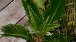 cycad time lapse  new fronds growing on cycas revoluta [upl. by Martel]