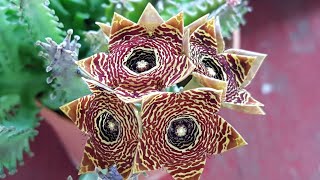 Caralluma Crenulata [upl. by Anahgem]