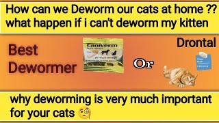 cat deworming kya hota ha  cat deworming at home  cat deworming medicine  cat deworming method [upl. by Amando860]