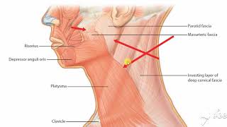 Parotid gland relations 7 [upl. by Marola]