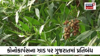 Gujarat  કોનોકાર્પસના ઝાડ પર ગુજરાતમાં પ્રતિબંધ  Conocarpus Trees  Gujarati News  N18 V [upl. by Soisanahta]