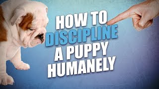 How to Discipline a Puppy Safe Humane but Effective Methods [upl. by Babara]