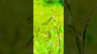 बांध orenge damselfly insect damselfly insects dragonfly shots viralshort [upl. by Apfel902]