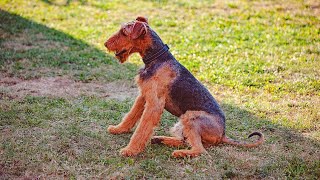 Airedale Terriers Training for Agility Courses [upl. by Oiralednac780]