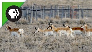 Livestock Fences Create Problems for Pronghorn [upl. by Ennagrom863]