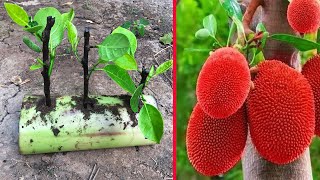 How to Growing jackfruit  How to growing jackfruit from watermelon [upl. by Morgenthaler]