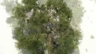 how to make realistic model trees  bäume selber bauen [upl. by Meggs910]