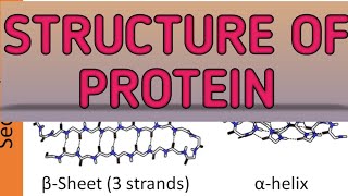 Structure Of Protein protein  Zeeraks Biology [upl. by Whale654]