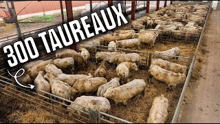 🐄 300 TAUREAUX dans cette FERME dENGRAISSEMENT 🤠 [upl. by Warfore]